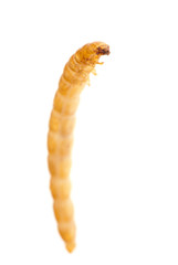yellow meal worm