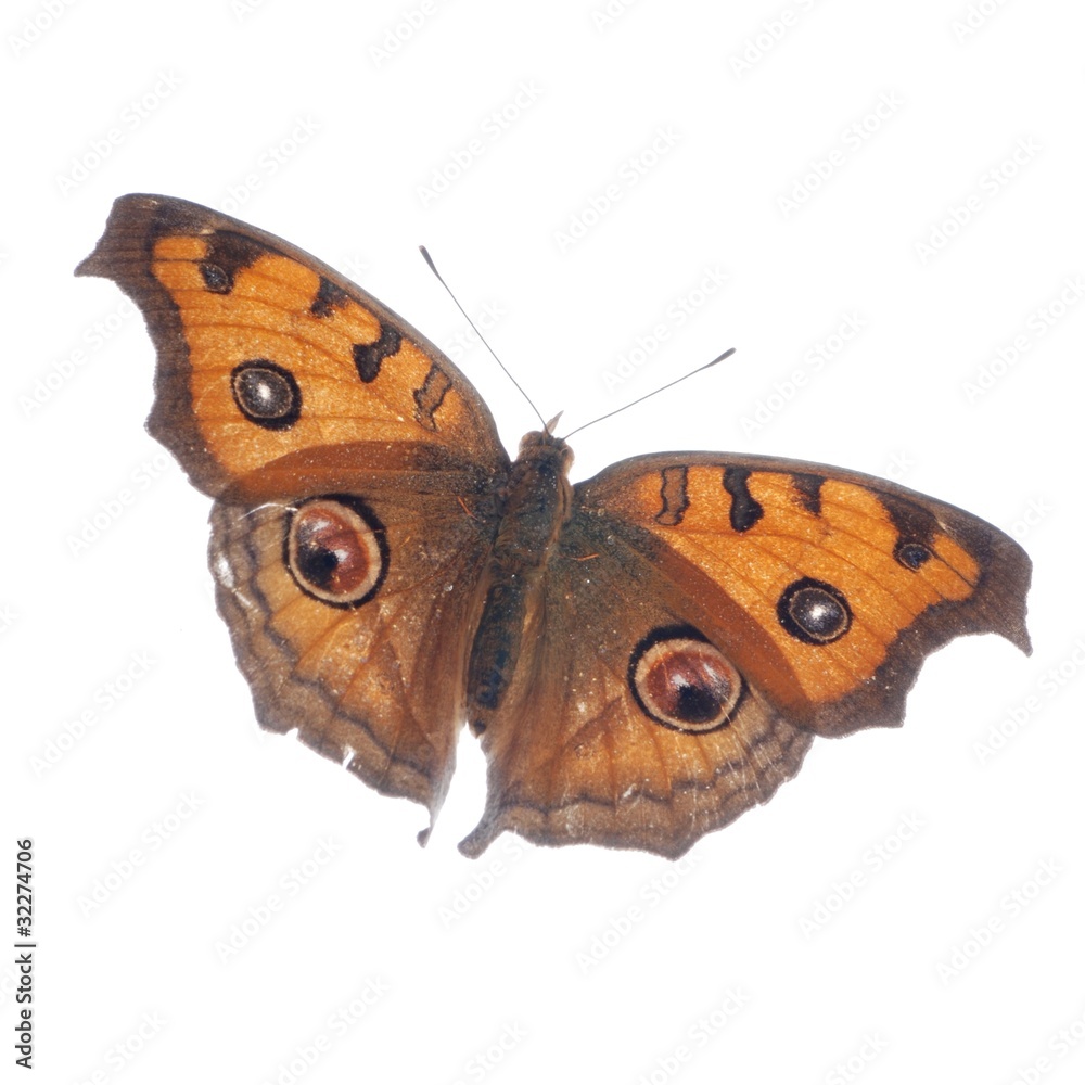 Sticker flying peacock pansy butterfly, Junonia almana