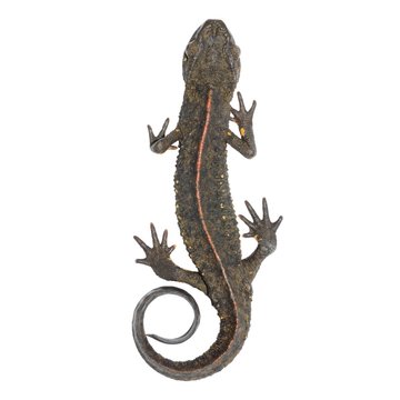 animal salamander