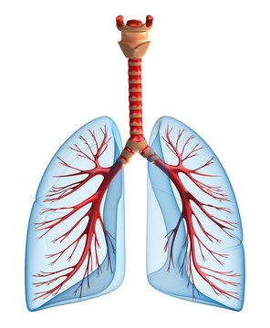 Lungs - Pulmonary System. Front View, Isolated On White