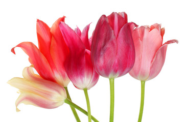 Obraz na płótnie Canvas multicolored tulips