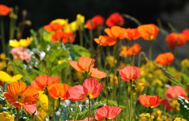 fleurs printanières 9