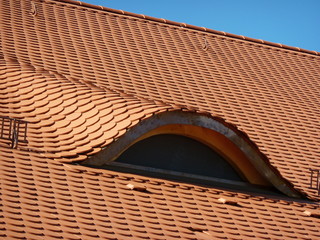 dachgaube