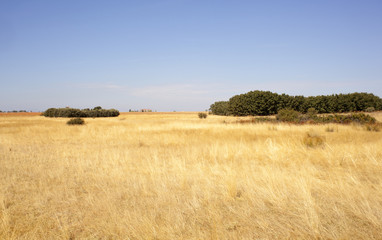 Obraz premium Field after harvest