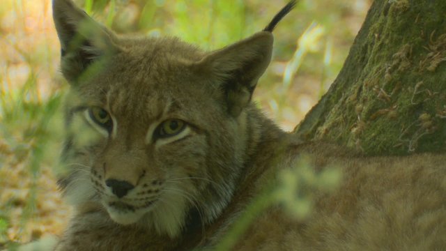 luchs