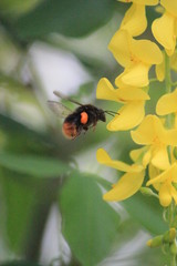 黄花藤とくまばち