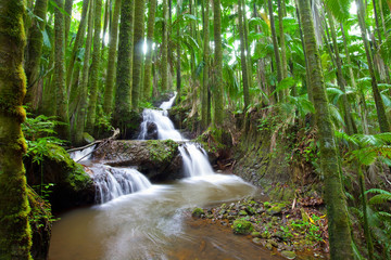 Waterfall flowing through tropical palm forest scene