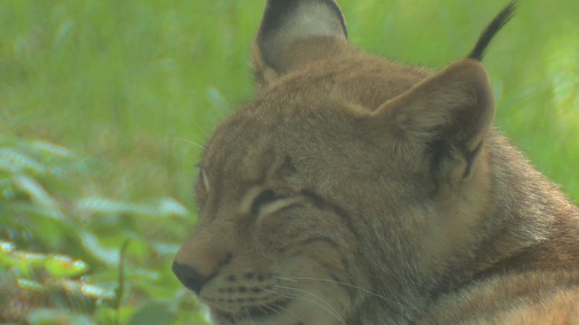 luchs