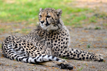 Guépard couché sur l'herbe