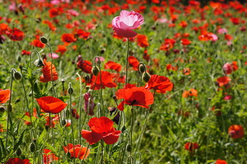 シャーレーポピー