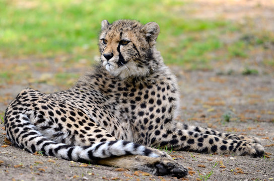 Gu&eacute;pard couch&eacute; sur l'herbe