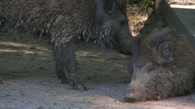 wildschweine