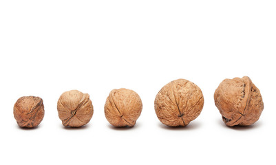 Walnuts from small to big isolated