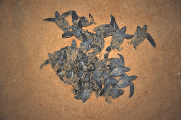 Fototapeta premium Leatherback sea turtle emergence