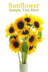 Obraz premium Sunflower