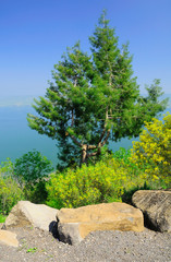Park zone at the lake Kinneret shore. Israel.