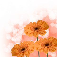 Orange gerberas