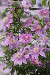 クレマチスの花