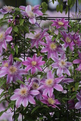 クレマチスの花