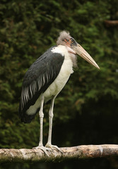 Portrait of a Marabou Stork