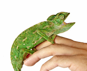 Naklejka premium Chameleon on hand