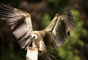 Griffon Vulture landing on a tree stump