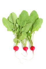 Fresh radish