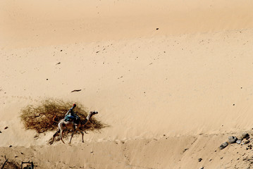 Camels on the banks of the Nile River in Egypt