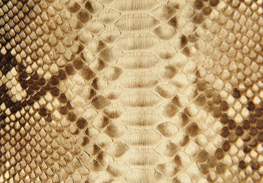 texture of snake skin.
