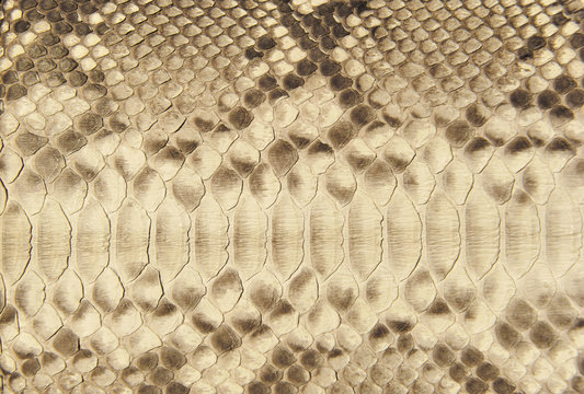 texture of snake skin.