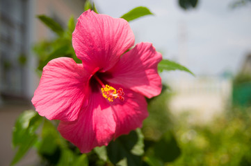 Fototapeta premium red flower