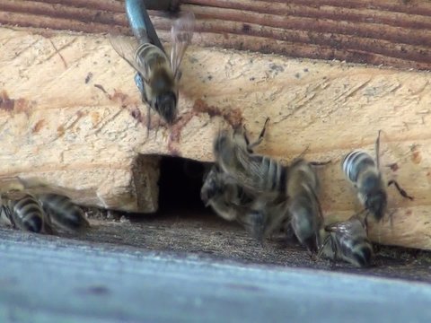 video bienenstock v3 II