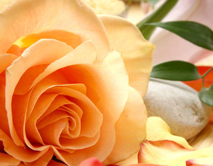 A close-up image of an orange flower, a stone and green leaves