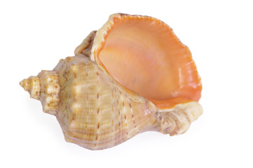 Shell