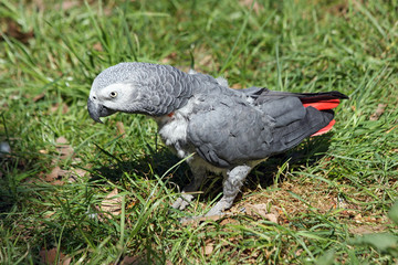 african grey parrot
