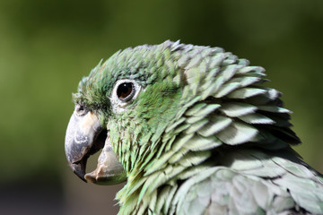 portrait of a amazone parrot