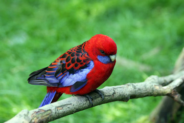 pennant rosella