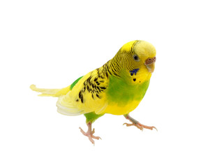 budgies on a white background
