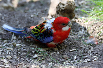 pennant rosella