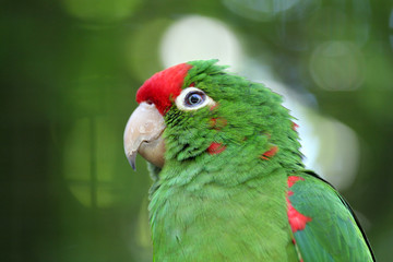 green love bird