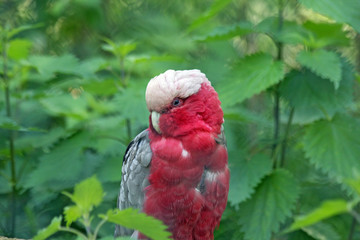 rose cockatoo