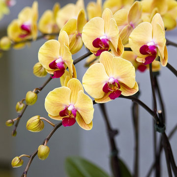 Fototapeta Beautiful yellow orchid  - phalaenopsis