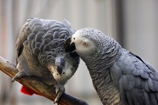 african grey parrot couple