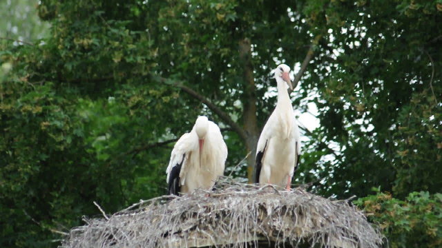Weissstorch