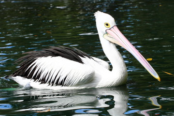 Australian pelican has a rest in the Perth Zoo