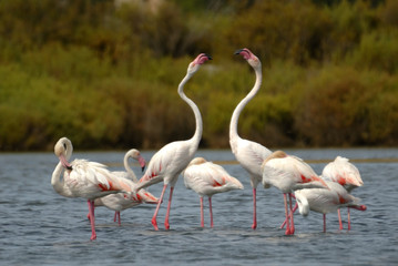 Flamenco común "Phoenicopterus ruber"