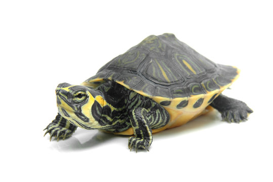 Tortuga acuatica