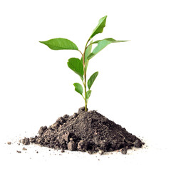 young plant over white background