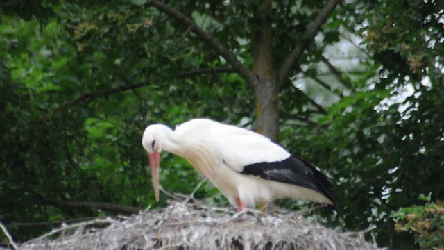 Weissstorch