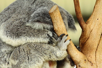 Koala in Australia